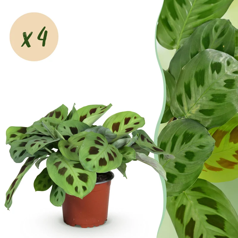 Maranta Fascinator Kerchoveana
