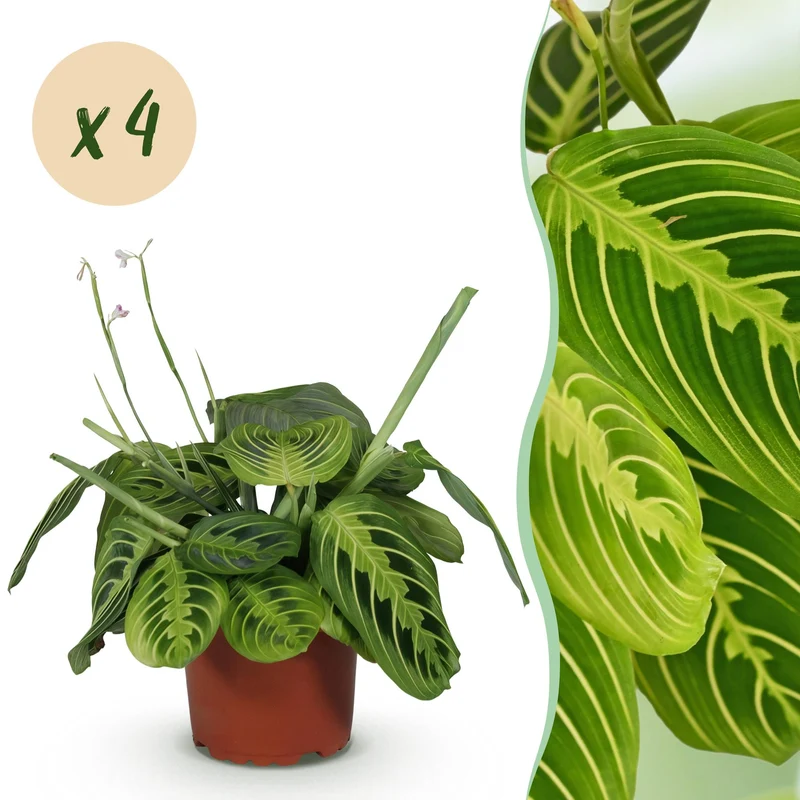 Maranta Fascinator Lemon Lime