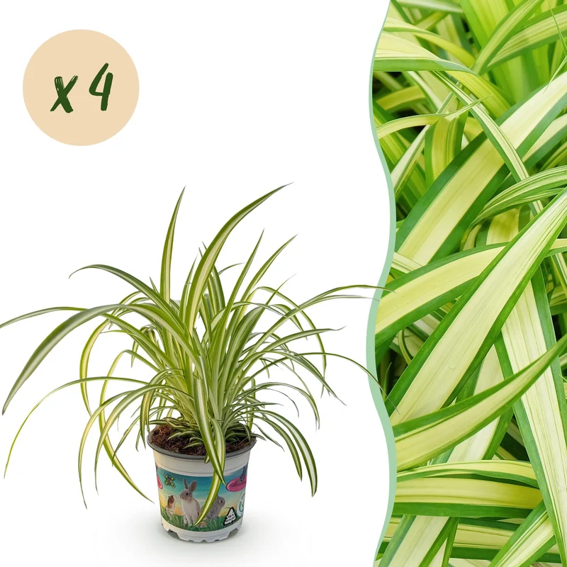 Chlorophytum comosum Variegatum