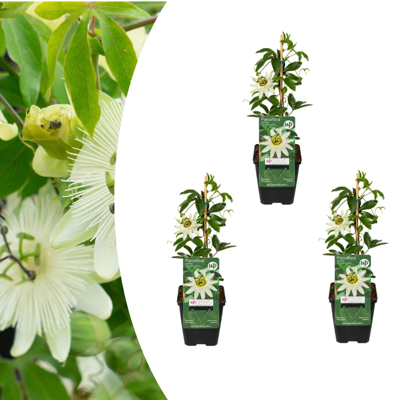 3x Passiflora caerulea ‘Constance Elliott’ – P9 pot – elegante wit bloeiende passiebloem