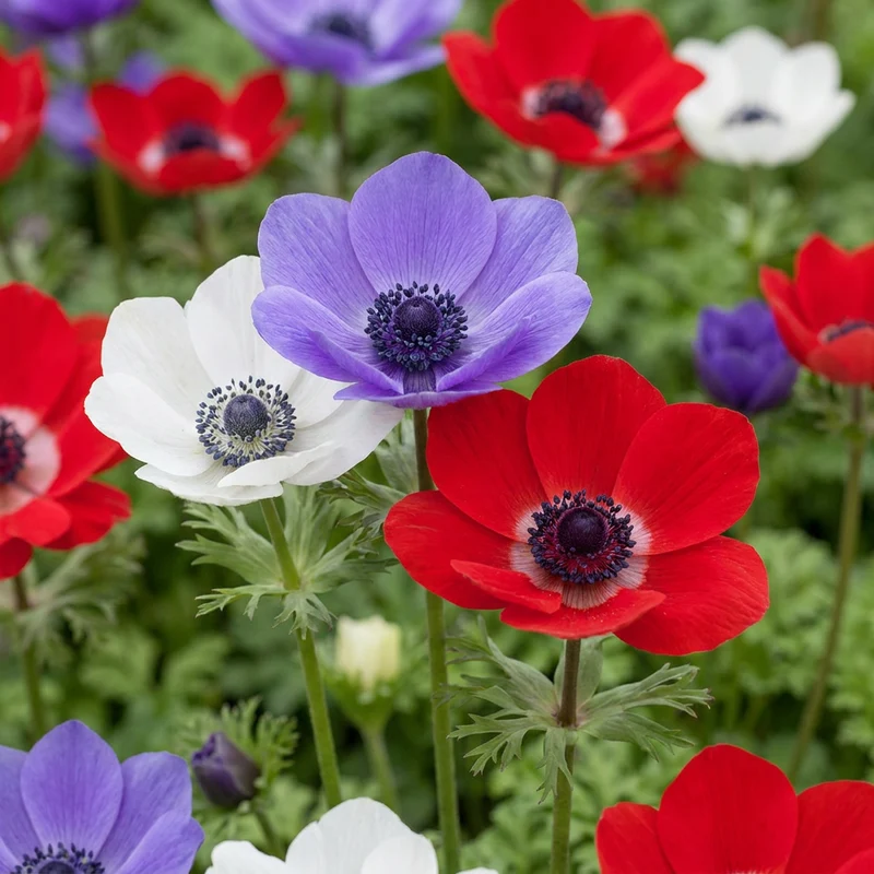 60x Anemone de Caen Mix - Klaproosanemoon de Caen mix - Voorjaarsbloeier - Bolmaat 5/6