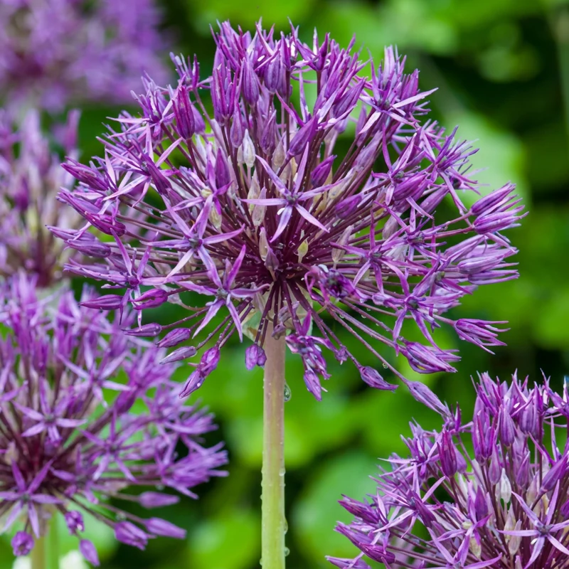320x Allium Purple Rain - Sierui - Paars - Zomerbloeier - Bolmaat 10/12
