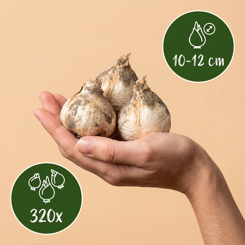 320x Allium Siculum - Siciliaanse honingklokje - Crème en Roze - Zomerbloeier - Bolmaat 10/12