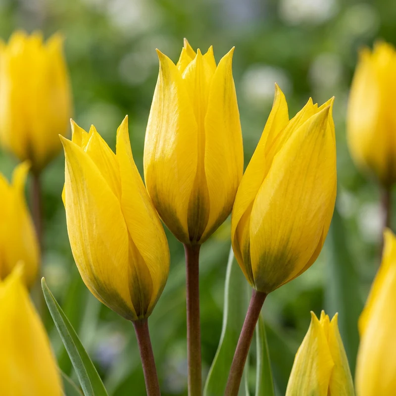 160x Tulipa sylvestris - Bostulp - Geel - Verwilderingsbol - Bolmaat 5/6