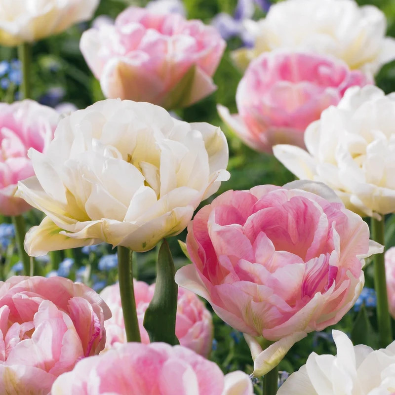 96x Tulipa Double Sensation - Gevulde tulp - Voorjaarsbloeier - Bolmaat 11/12