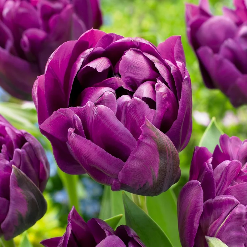 48x Tulipa Double Lilac - Dubbele lila tulp - Paars - Voorjaarsbloeier - Bolmaat 11/12