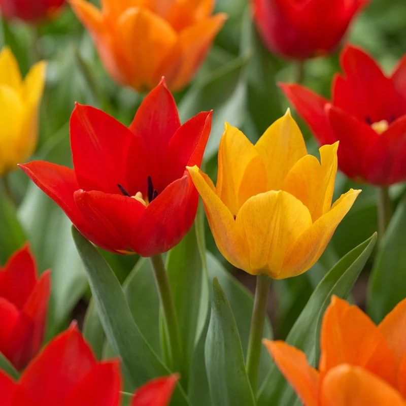 50x Tulipa Praestans Mix - Tulipa Praestans Mix - Voorjaarsbloeier - Bolmaat 8/9