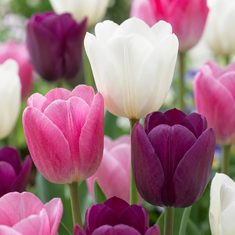 35x Tulipa Pastel mix - Pastel tulp mix - Voorjaarsbloeier - Bolmaat 11/15