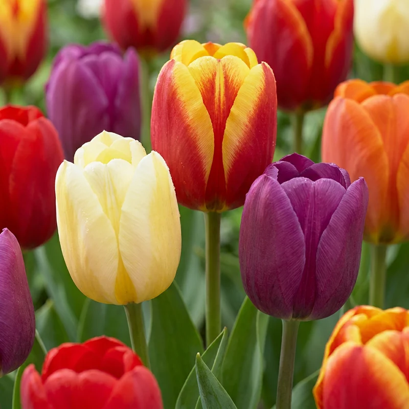 140x Tulipa Triumph mix - Triomf-tulp mix - Voorjaarsbloeier - Bolmaat 11/17