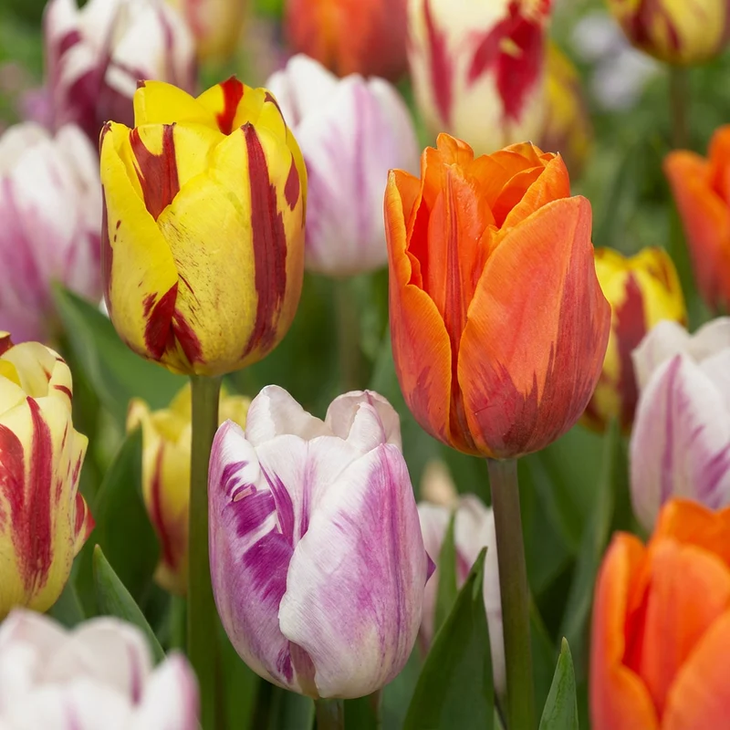 120x Tulipa Flaming Beauty Mix - Tulp Flaming Beauty Mix - Voorjaarsbloeier - Bolmaat 11/12
