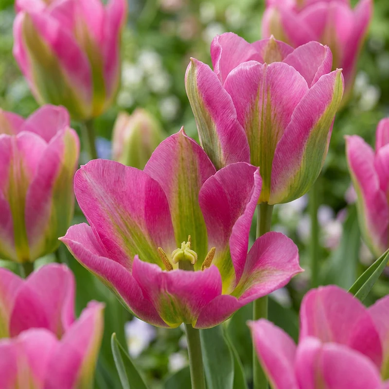 48x Tulipa Strawberry Lemonade - Tulp Aardbeilimonade - Voorjaarsbloeier - Bolmaat 11/12