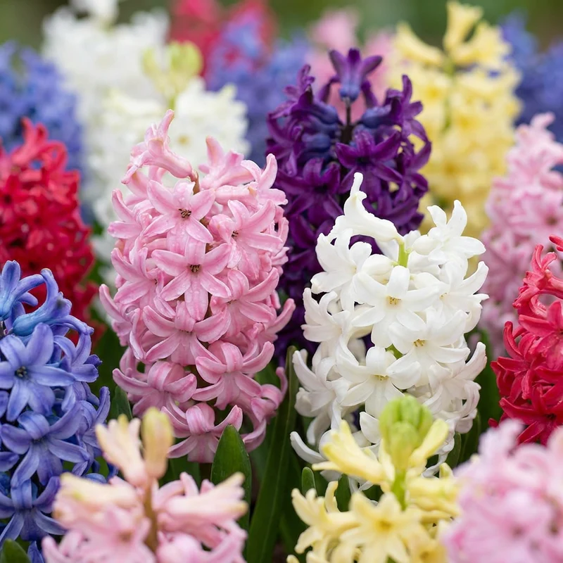 40x Hyacinthus mix - Hyacint mix - Voorjaarsbloeier - Bolmaat 14/15