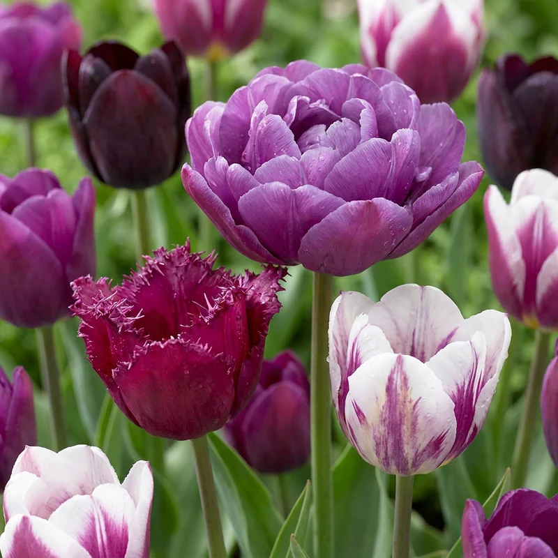 35x Tulipa Blueberry mix - Tulipa Blueberry mix - Voorjaarsbloeier - Bolmaat 11/12