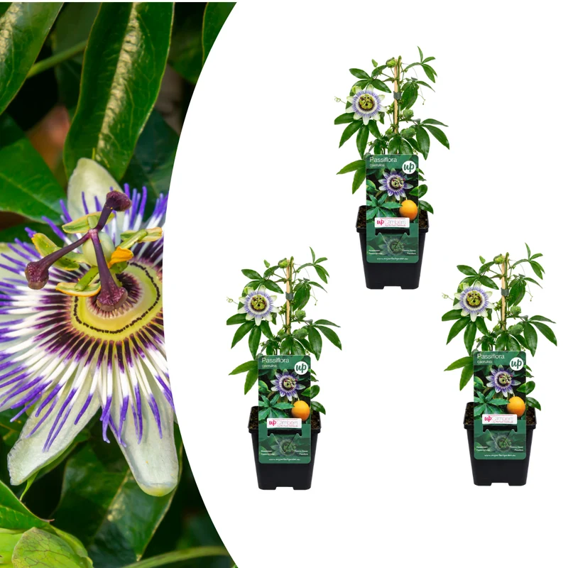 3x Passiflora caerulea (Passiebloem) – P9 pot – exotische bloeiende klimplant