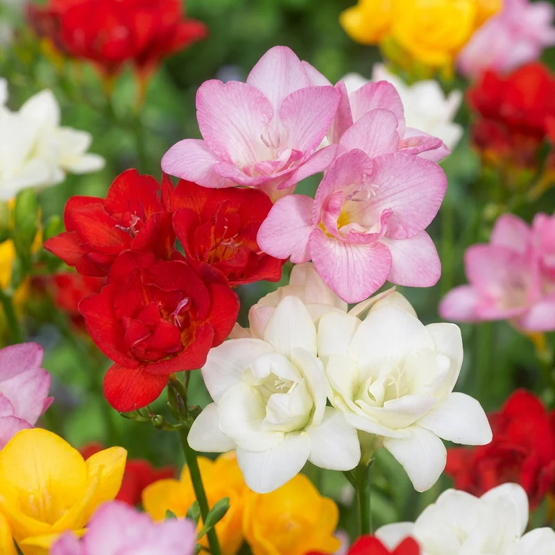 80x Freesia Double Mix - Dubbele fresia - Snijbloem - Bolmaat 5/+