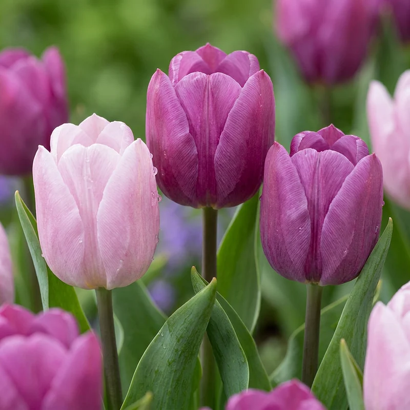 40x Tulipa Prince mix - Tulp Prince mix - Voorjaarsbloeier - Bolmaat 11/16