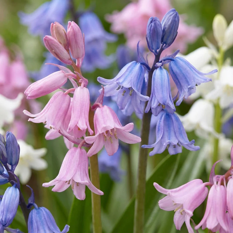 40x Hyacinthoides Hispanica mix - Spaanse boshyacint mix - Verwilderingsbol - Bolmaat 7/8