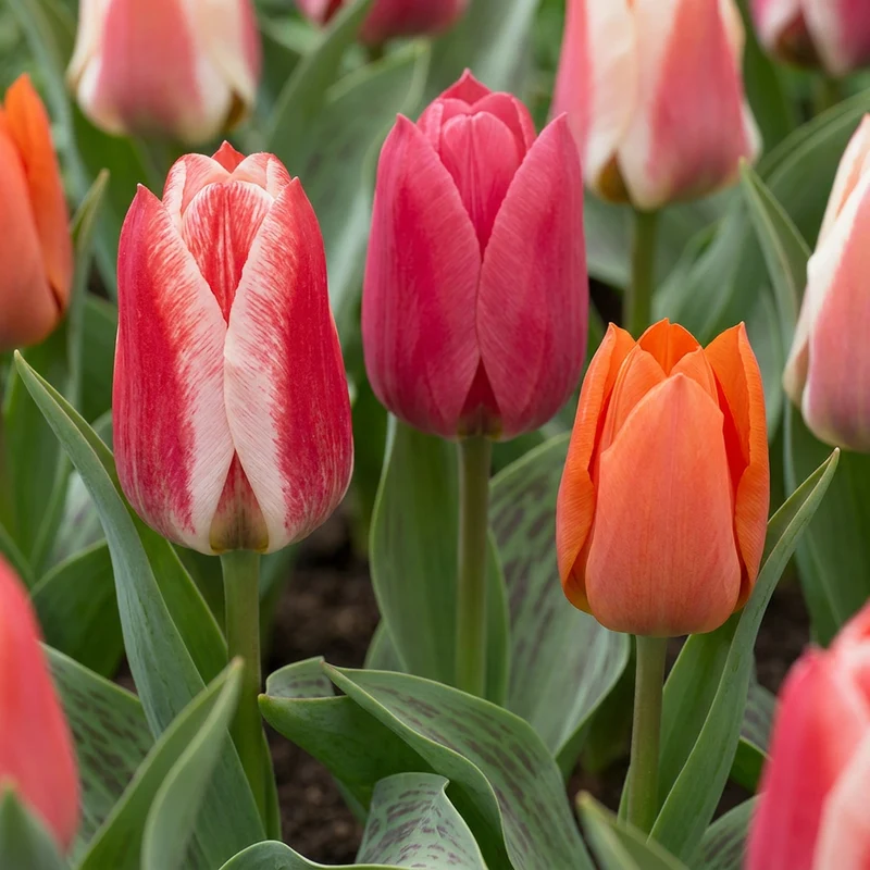 60x Tulipa Greigii mix - Greigii-tulp mix - Voorjaarsbloeier - Bolmaat 11/12