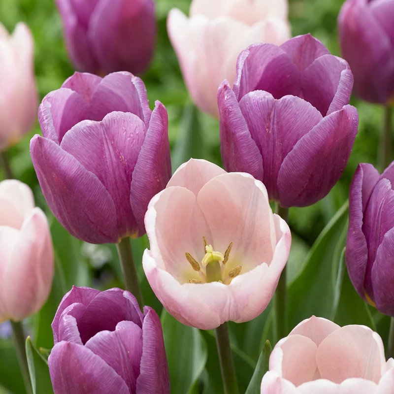 48x Tulipa Macron mix - Tulp Macron mix - Voorjaarsbloeier - Bolmaat 11/12