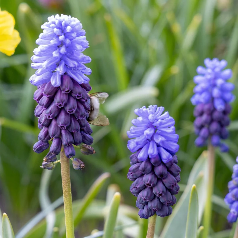 50x Muscari Latifolium - Breedbladig blauw druifje - Blauw - Verwilderingsbol - Bolmaat 5/6