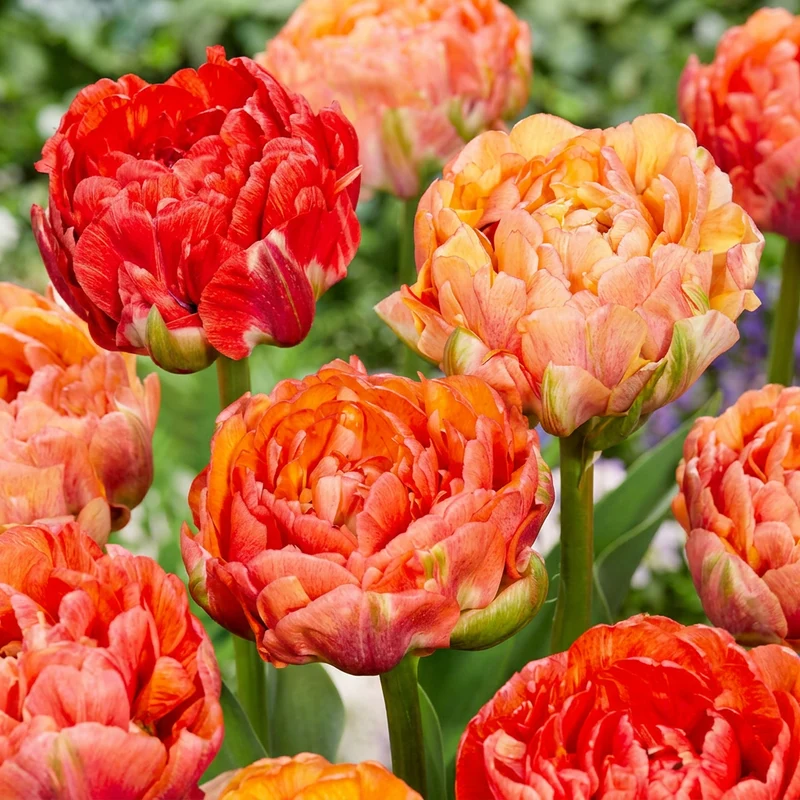 24x Tulipa Gudoshnik Double - Gevuldbloemige tulp Gudoshnik - Voorjaarsbloeier - Bolmaat 11/12