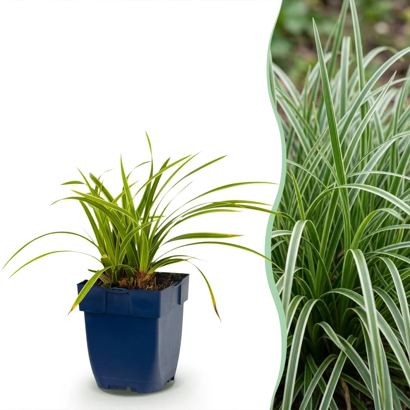 Carex morrowii Ice Dance - Japanse Zegge - Groenblijvend - Creme-Groen - 24 Planten