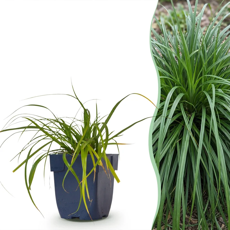 Carex oshimensis Evergreen - Japanse Zegge - Groenblijvend - Groen - 24 Planten