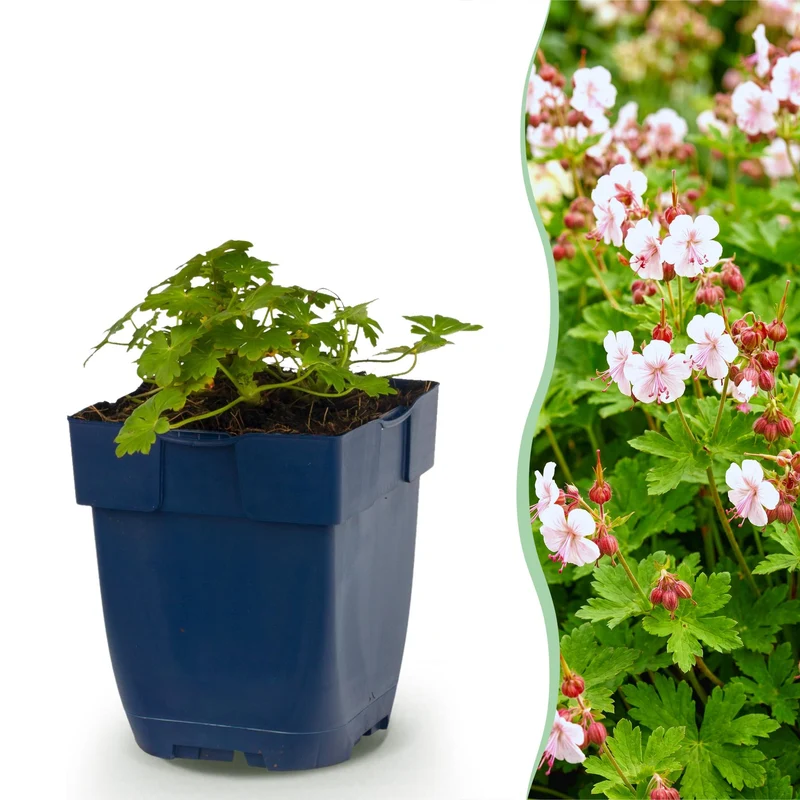 Geranium macr. Spessart - Ooievaarsbek - Bodembedekkend - Wit-Roze