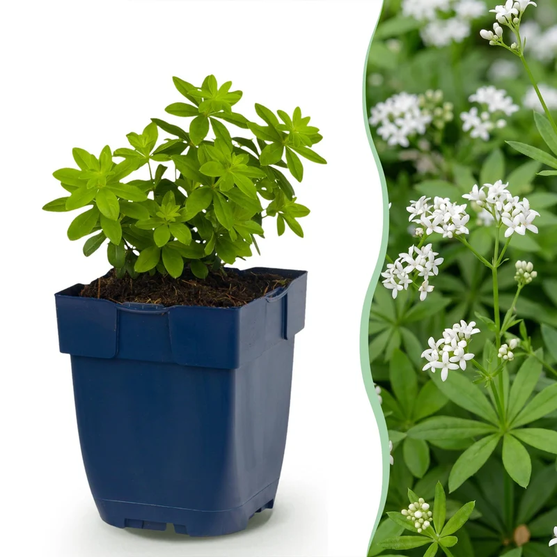 Galium odoratum - Walstro - Bodembedekkend - Wit - 24 Planten