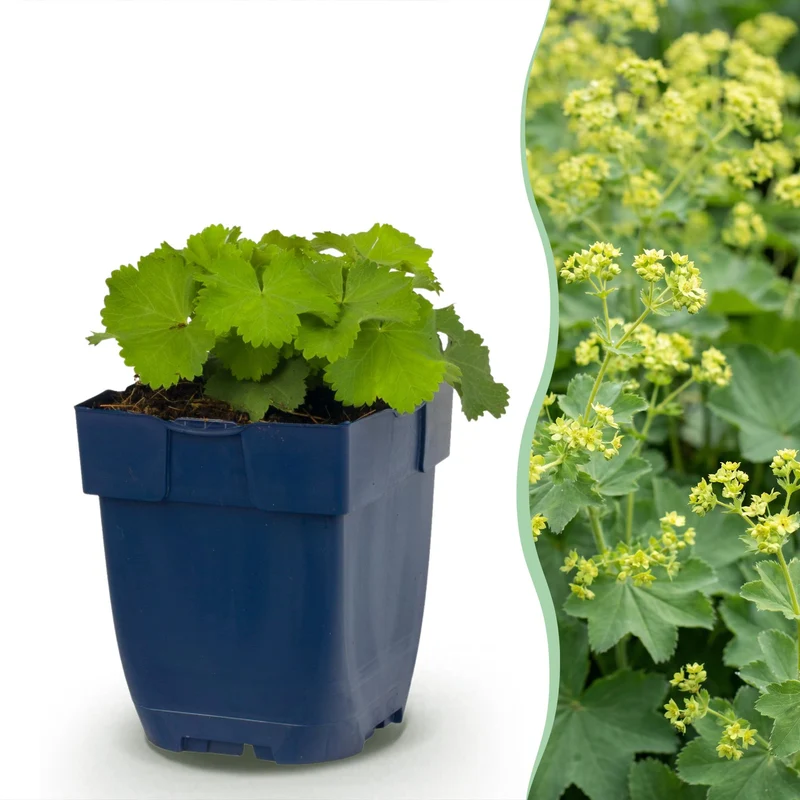 Alchemilla mollis - Vrouwenmantel - Bodembedekkend - Geel