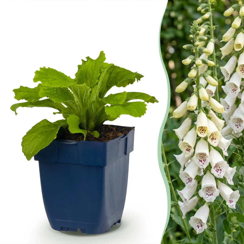 Digitalis purp. Dalmatian White - Vingerhoedskruid - Schaduw - Wit - 6 Planten