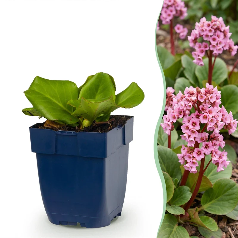 Bergenia cordifolia - Schoenlappersplant - Schaduw - Roze - 6 Planten
