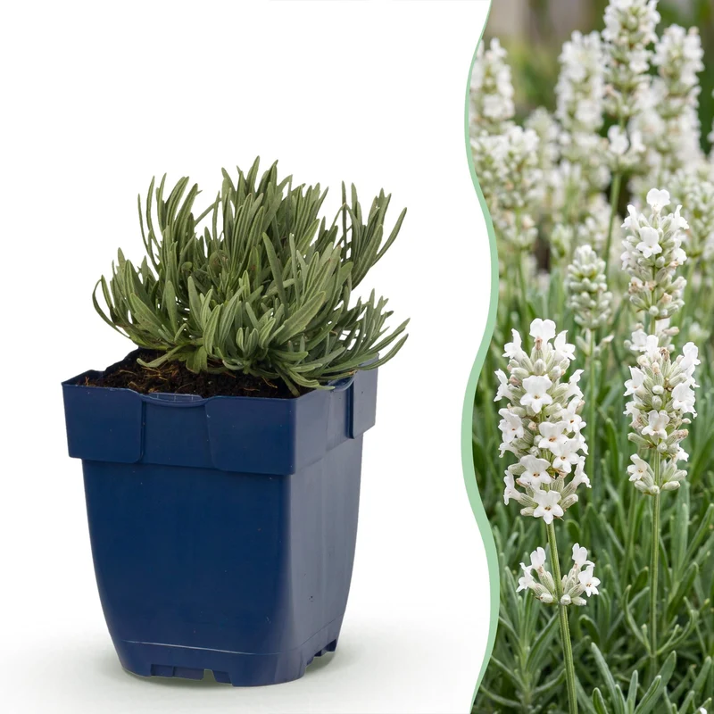 Lavandula ang. Edelweiss - Lavendel - Geurend - Wit - 6 Planten