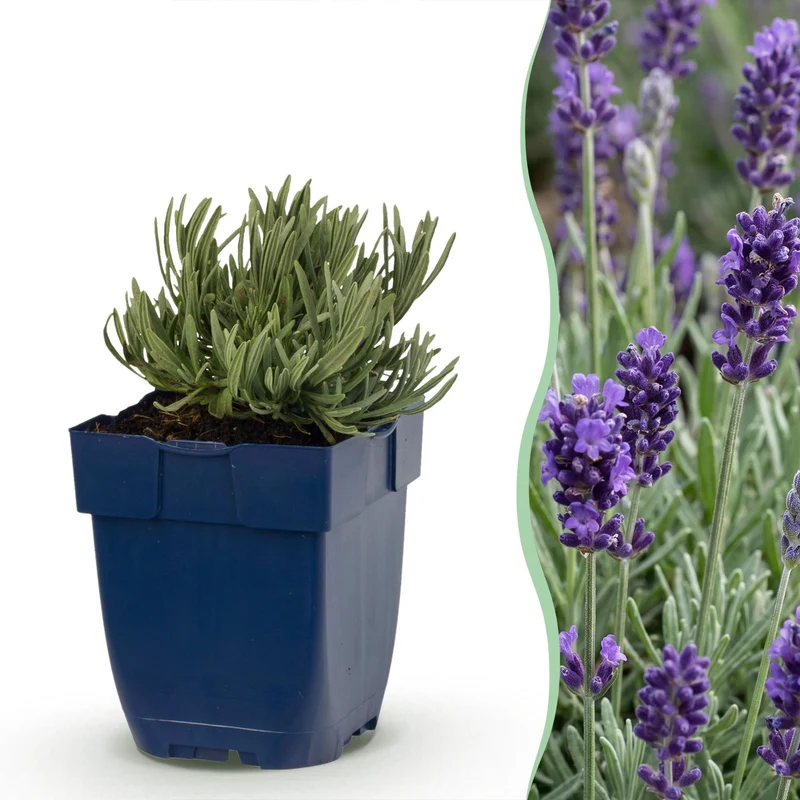Lavandula ang. Munstead - Lavendel - Geurend - Paars - 24 Planten