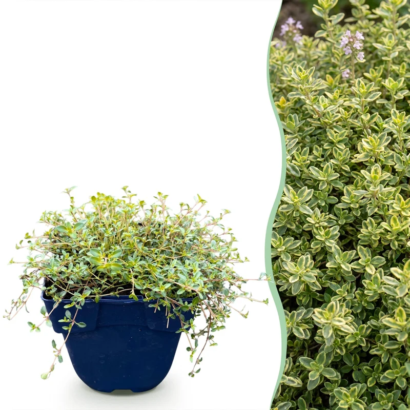 Thymus citr. Sambesi - Citroentijm - Geurend - Geel