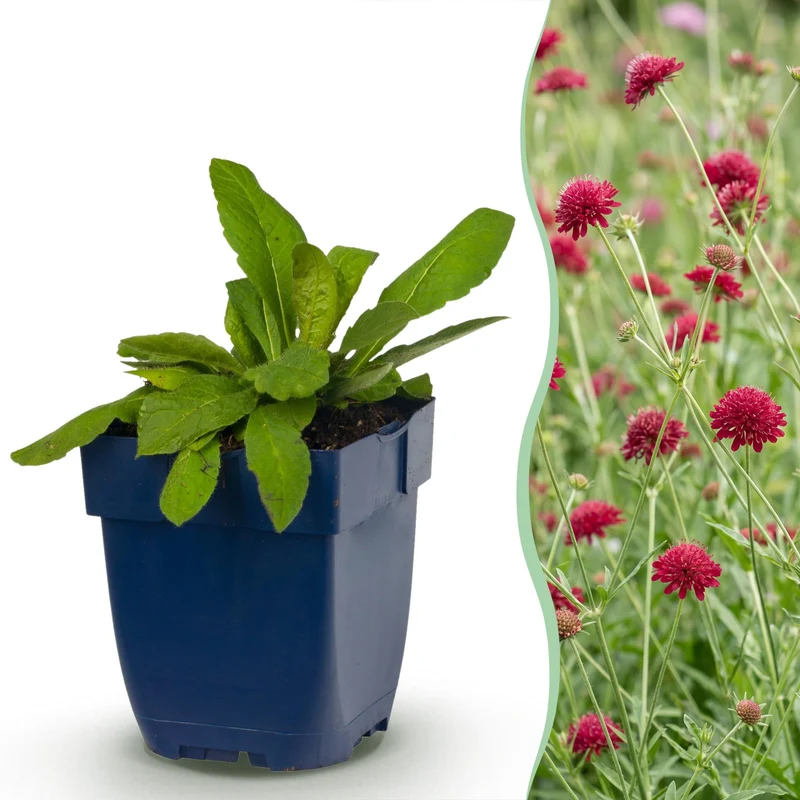 Knautia macedonica - Beemdkroon - Bijen- en vlinderlokkers - Donker Rood
