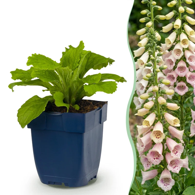 Digitalis purp. Gloxiniiflora - Vingerhoedskruid - Schaduw - Wit-Roze