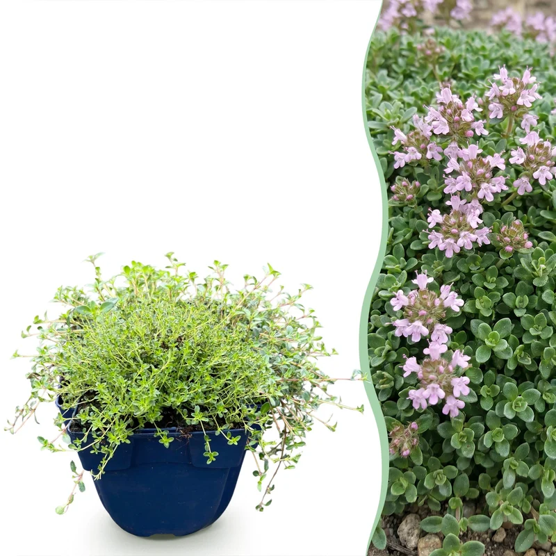 Thymus praecox Minor - KruipTijm - Geurend - Roze