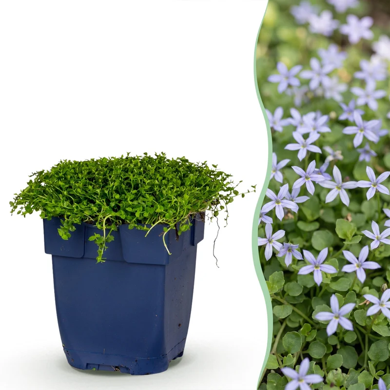 Isotoma fluviatilis - Sterrenbloem - Rotsplanten - Licht Blauw - 24 Planten