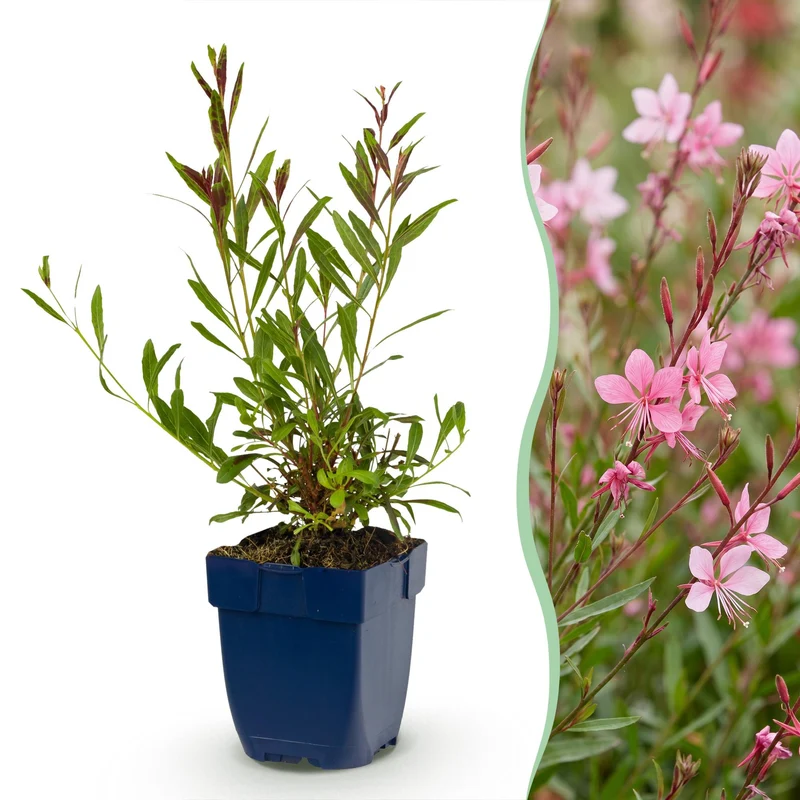 Gaura lindh. Florgauros - Prachtkaars - Bijen- en vlinderlokkers - Roze