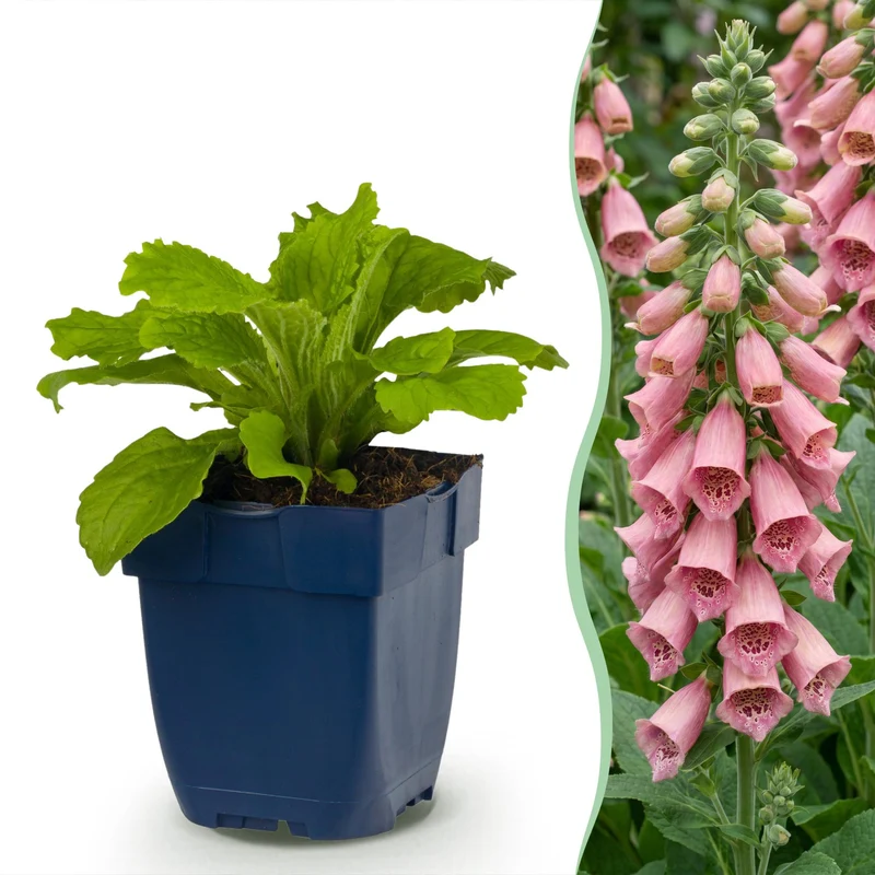 Digitalis mertonensis - Vingerhoedskruid - Schaduw - Roze - 6 Planten