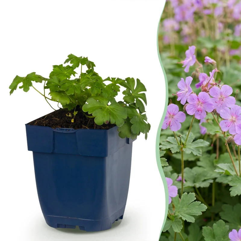 Geranium cant. Cambridge - Ooievaarsbek - Bodembedekkend - Licht Roze - 24 Planten