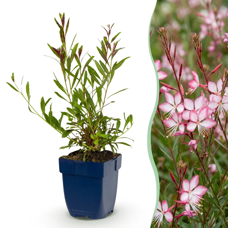 Gaura lindh. Rosyjane - Prachtkaars - Bijen- en vlinderlokkers - Roze