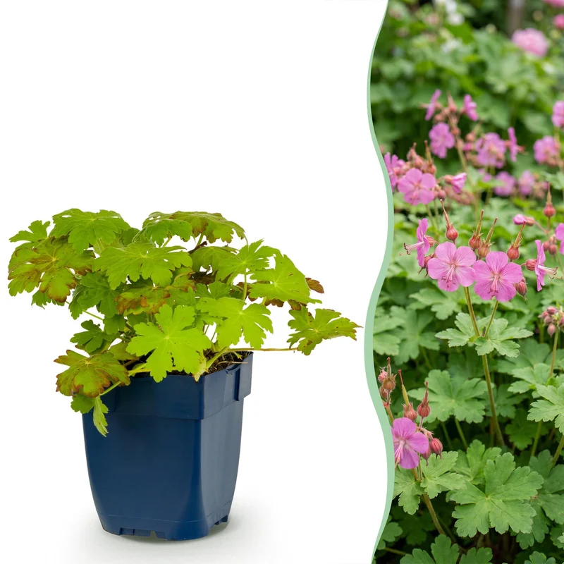 Geranium macrorrhizum - Ooievaarsbek - Bodembedekkend - Roze