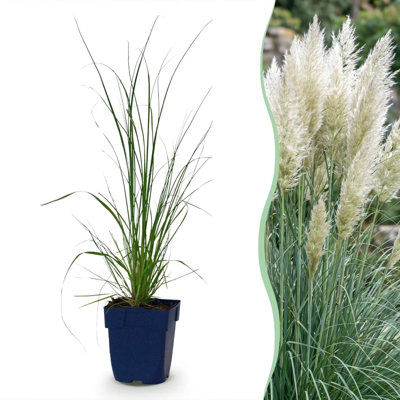 Cortaderia sell. Pumila - Dwergpampasgras - Met Pluim - Grijs