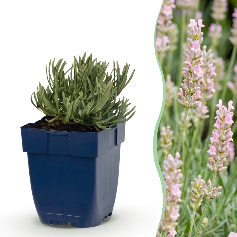 Lavandula ang. Rosea - Lavendel - Geurend - Roze