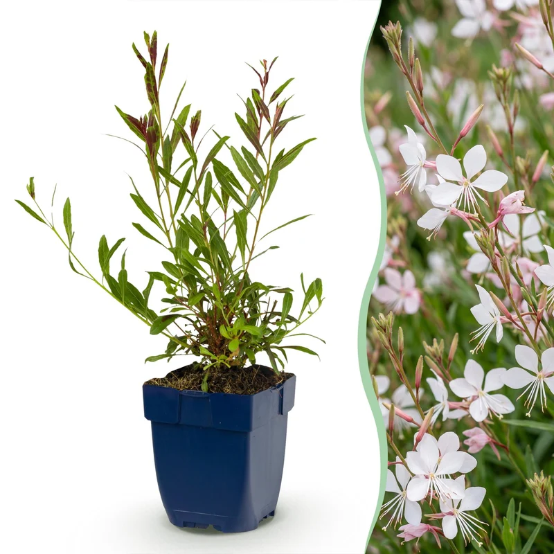 Gaura lindh. Whirling Butterflies - Prachtkaars - Bijen- en vlinderlokkers - Wit