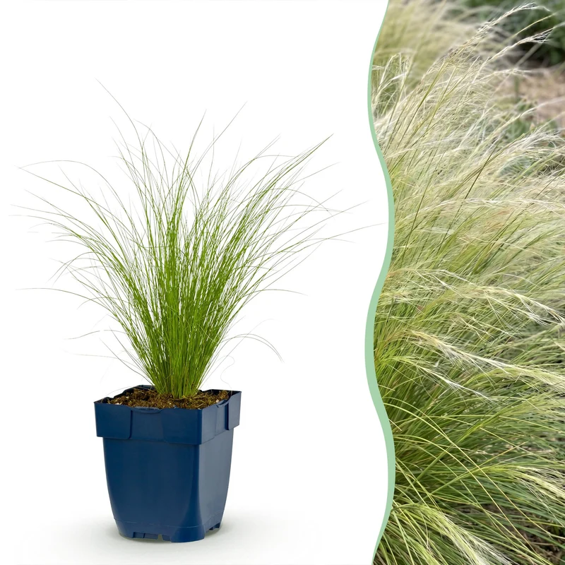 Stipa tenuissima Ponytails - Vedergras - Groenblijvend - Groen