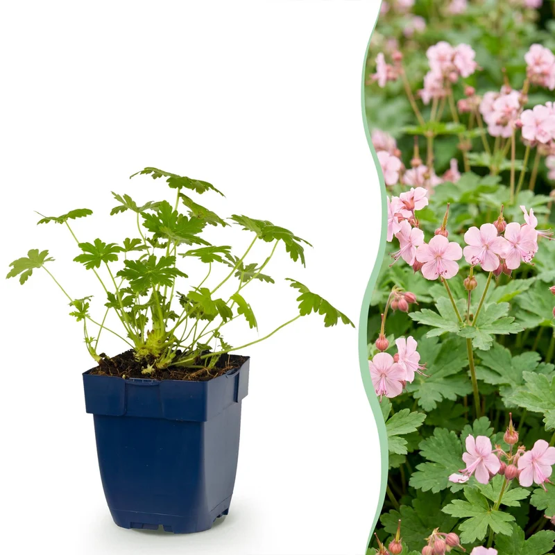 Geranium macr. Ingwersen's Variety - Ooievaarsbek - Bodembedekkend - Licht Roze
