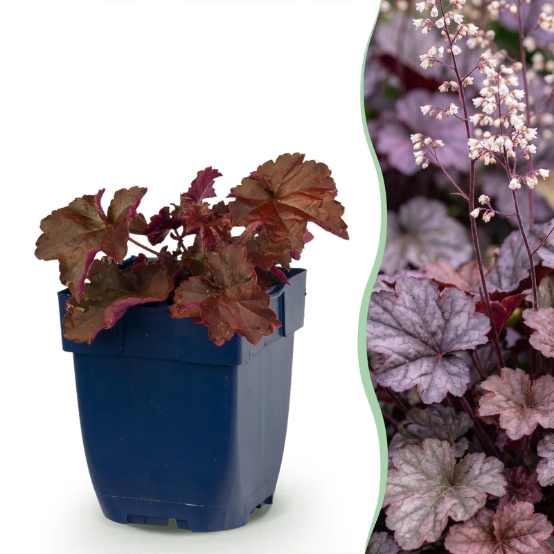 Heuchera micr. Palace Purple - Purperklokje - Schaduw - Paars